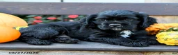 English Cocker Spaniel dogs for sale: Shadow - Ad 3