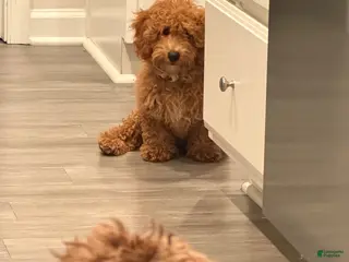 Bichpoo dogs Bichpoo 1 - Ad 4