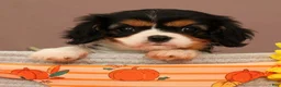 Cavalier King Charles Spaniel dogs for sale: Bridget - Ad 3