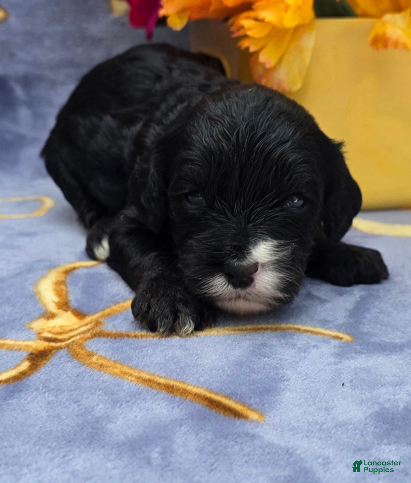 Cavapoo dogs Otter - Ad 21