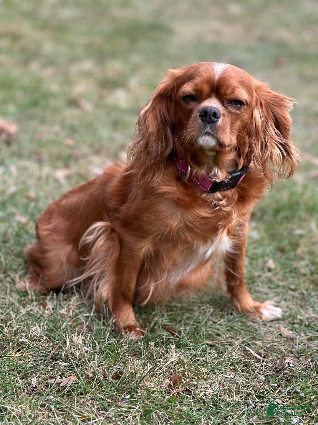 Cavapoo dogs for sale: Georgie - Ad 4