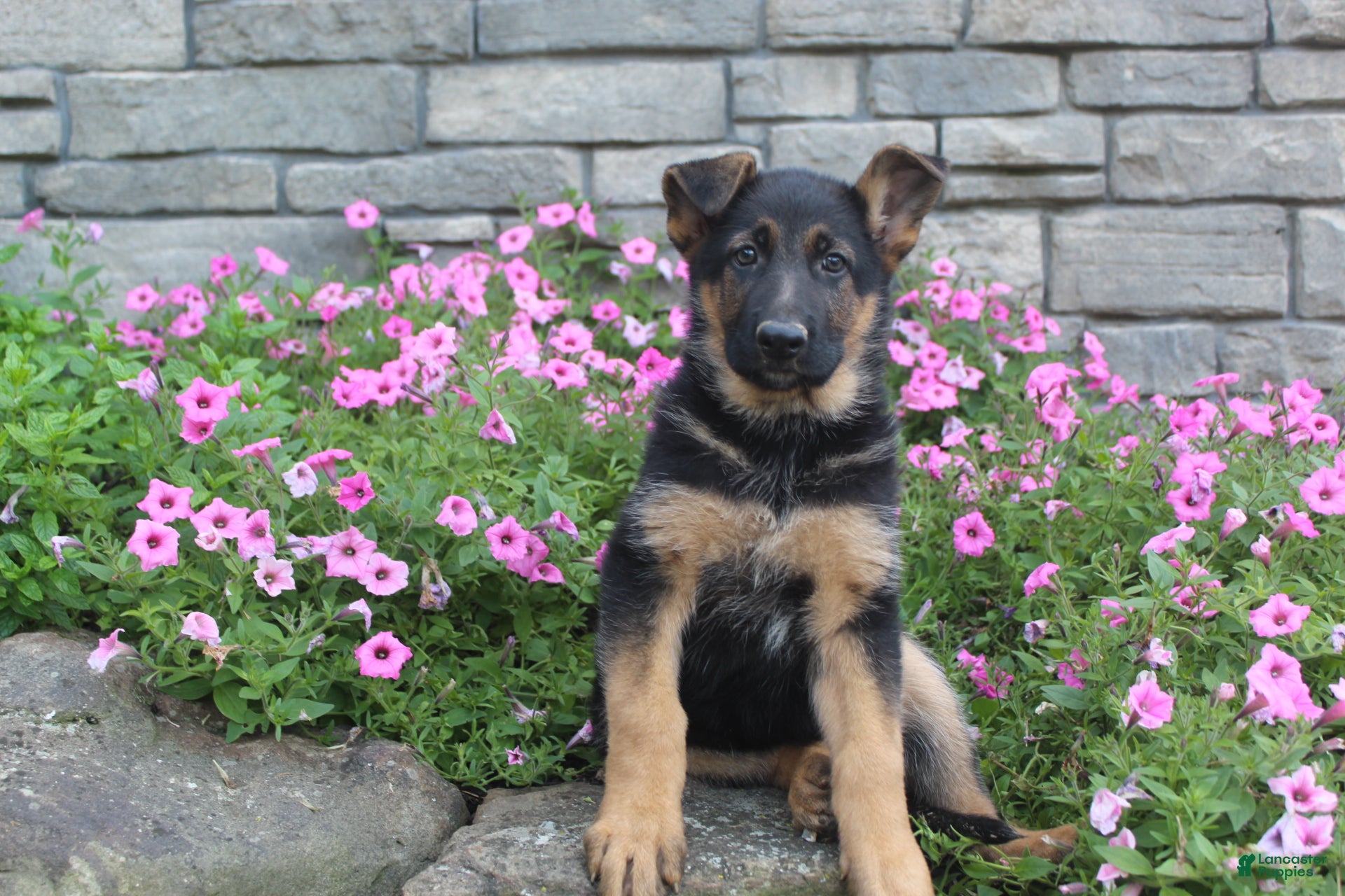 German Shepherd dogs Avery - Ad 2