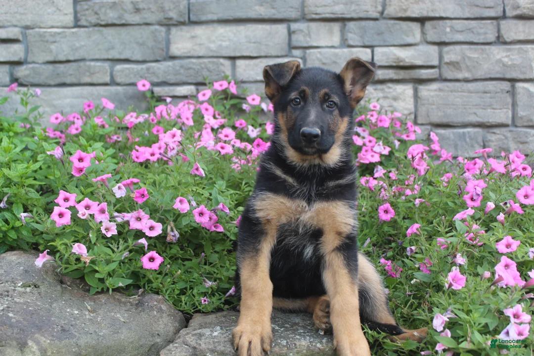 German Shepherd dogs for sale: Avery - Ad 2