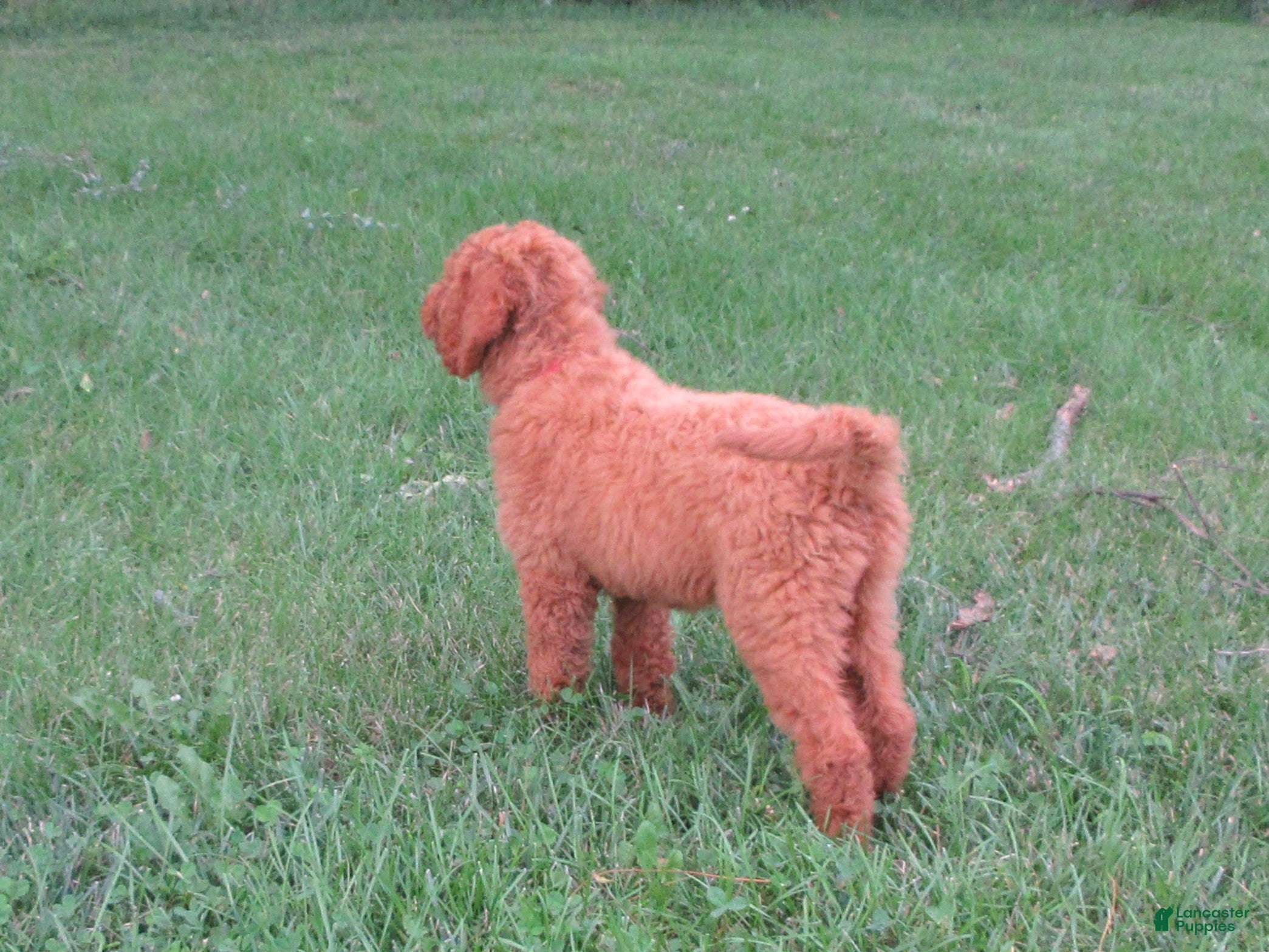 Goldendoodle dogs Rosie - Ad 2