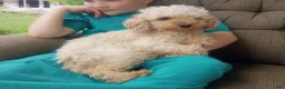 Toy Poodle dogs for sale: Muddy Paws - Ad 4