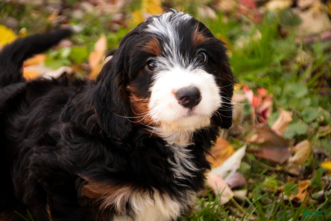 Bernedoodle dogs Sumit Miniature Bernedoodle  - Ad 1