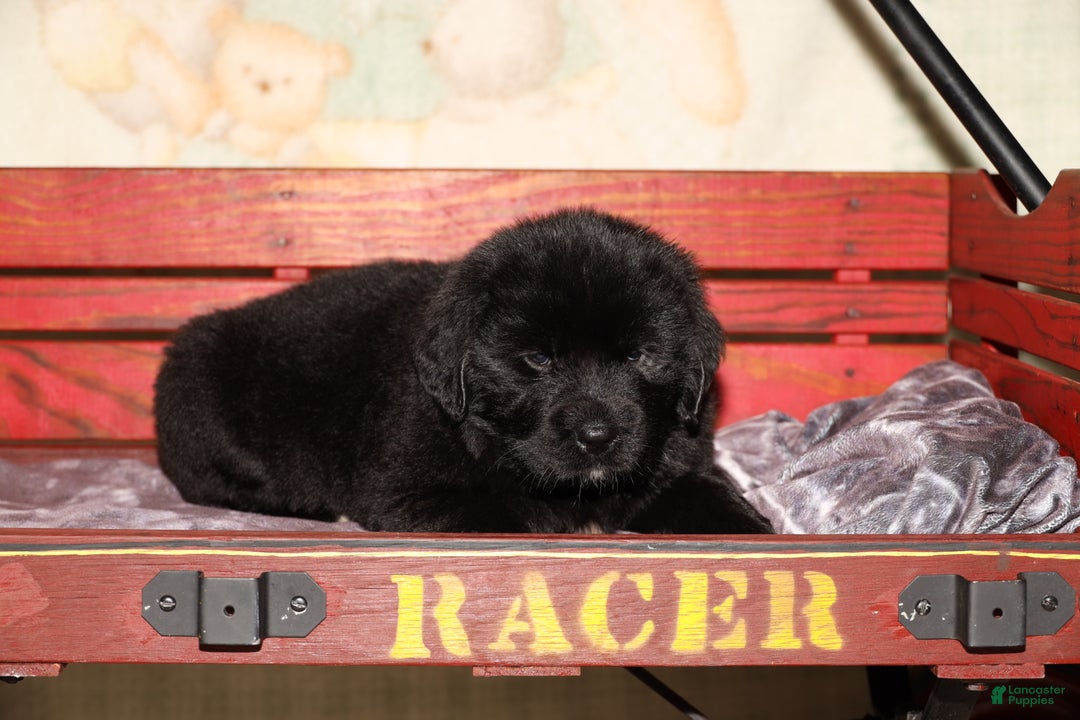 Newfoundland dogs for sale: Storm - Ad 2