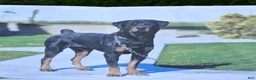 Rottweiler dogs for sale: Daisy - Ad 4