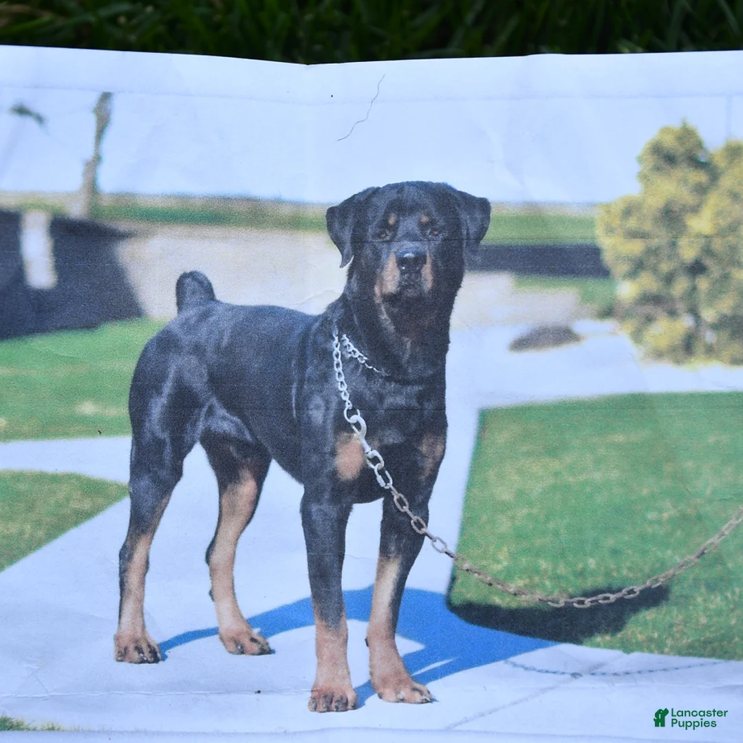 Rottweiler dogs for sale: Daisy - Ad 4