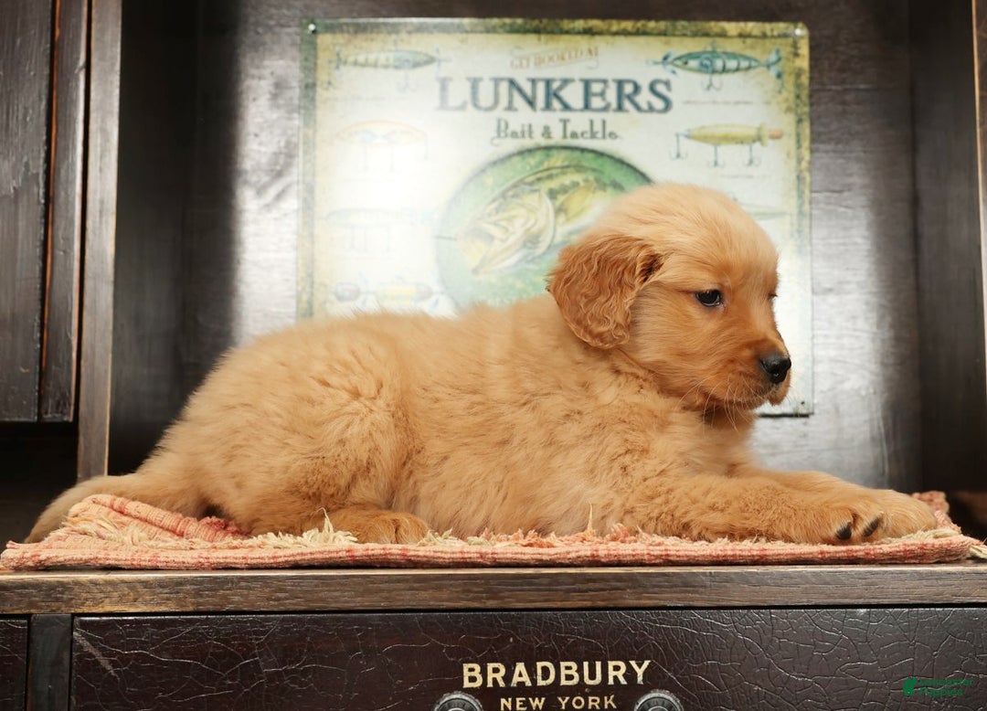 Golden Retriever dogs for sale: Lee - Ad 4