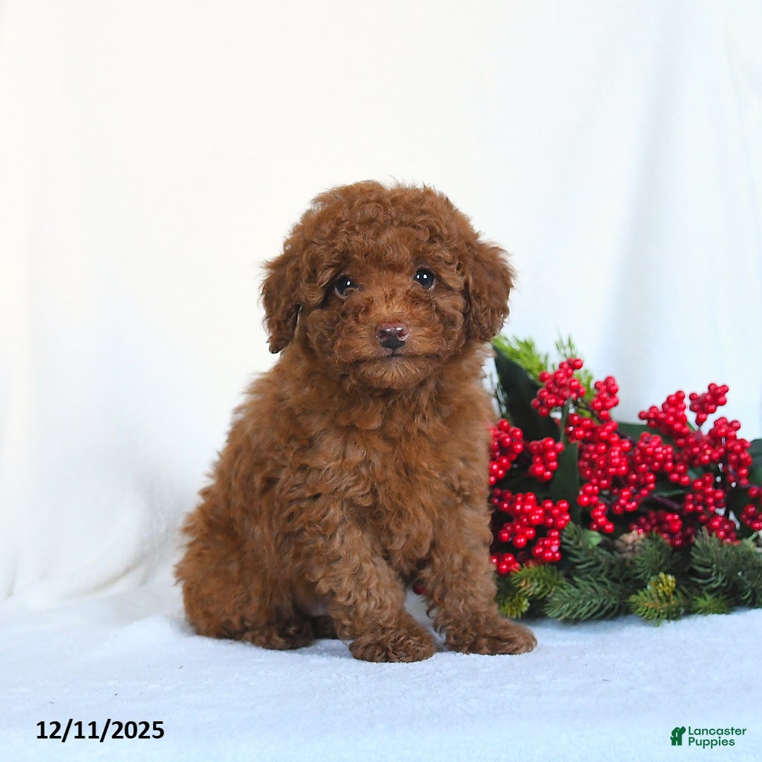 Toy Poodle dogs for sale: Vinnie - Ad 5
