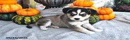 Mixed Breed dogs for sale: Sally - Ad 3