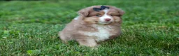 Miniature Australian Shepherd dogs for sale: LUCKY - Ad 8