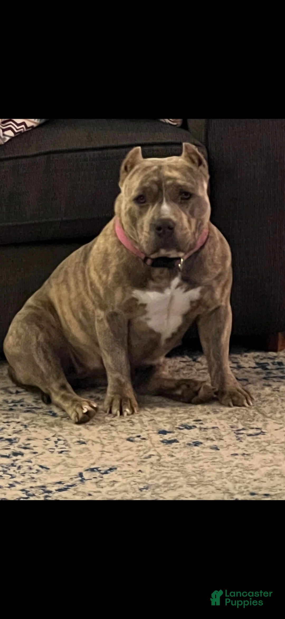 American Bully dogs for sale: American Bully 3 - Ad 4