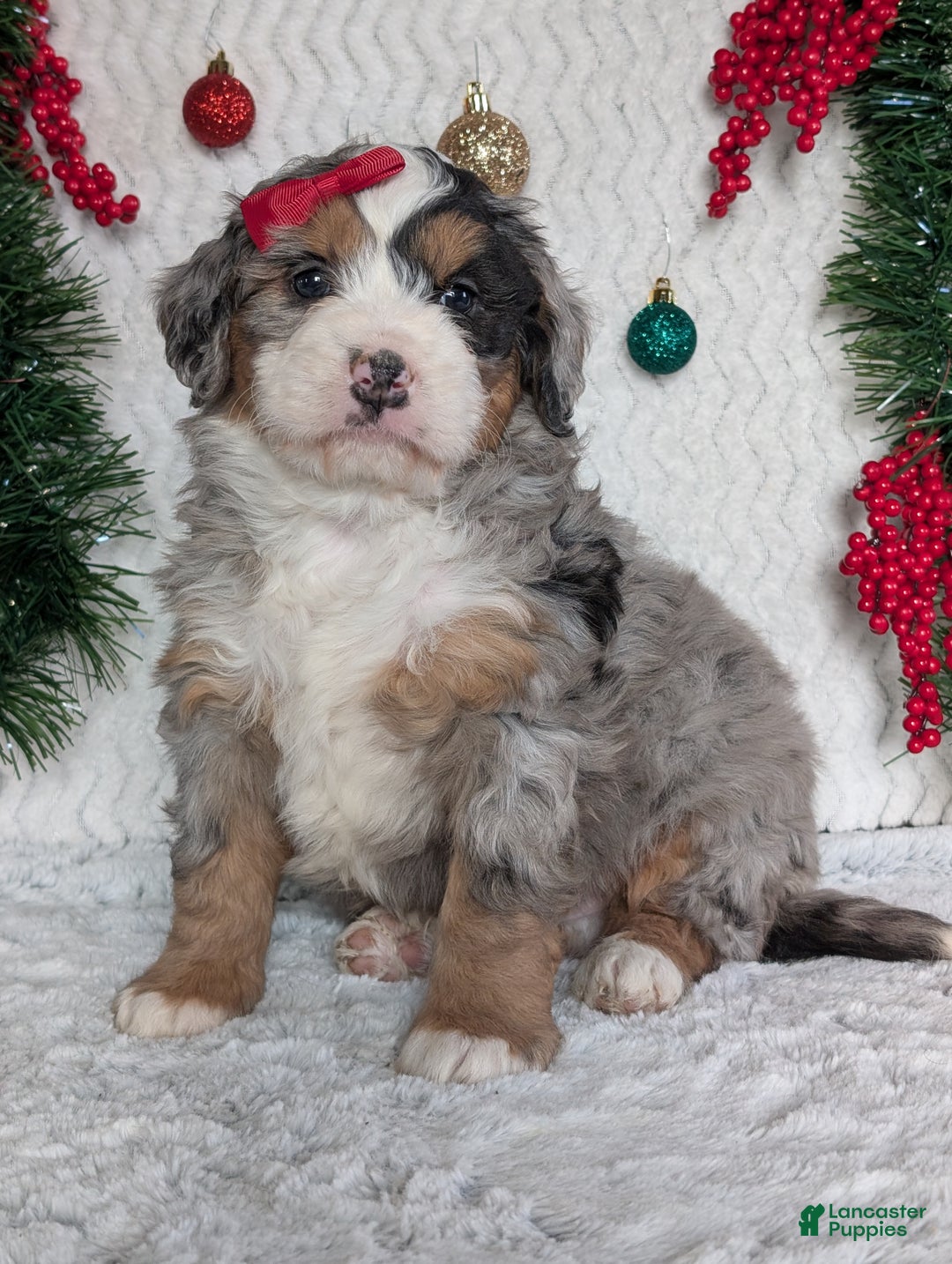 Mini Bernedoodle dogs for sale: Mini River - Ad 19