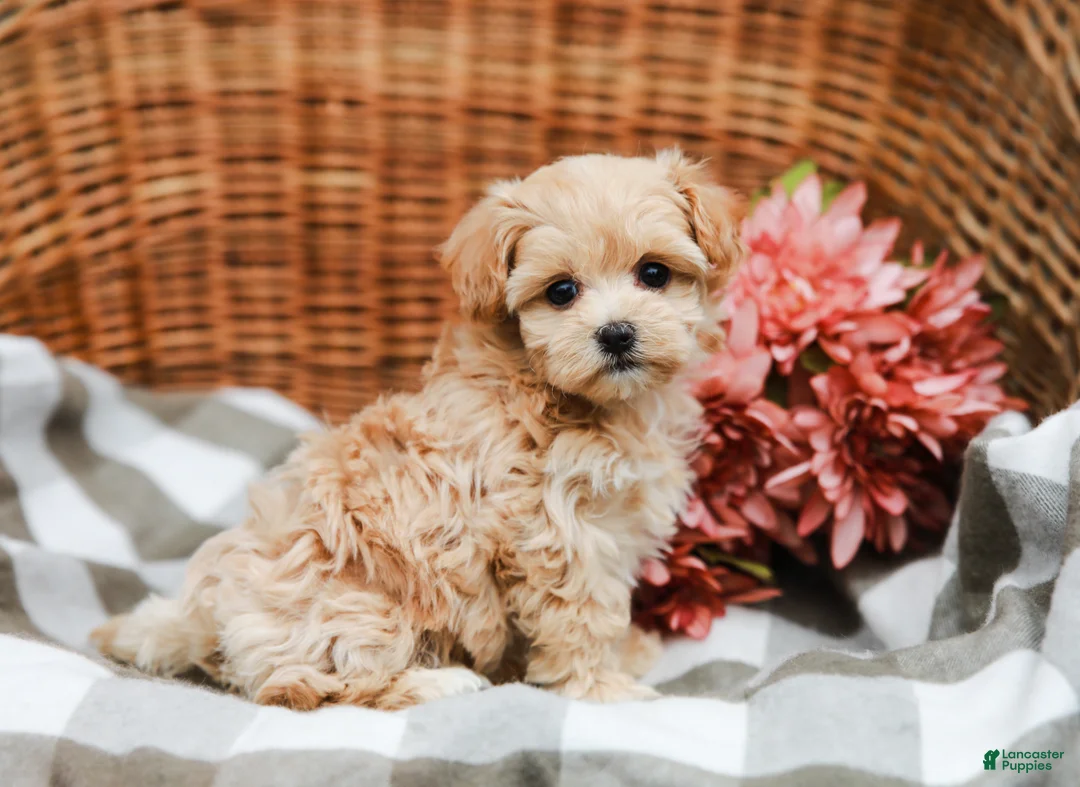 Maltipoo dogs for sale: Cecelia - Ad 1
