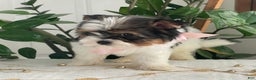 Biewer Terrier dogs for sale: Kiwi - Ad 9