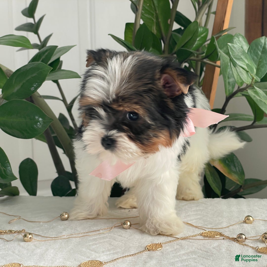 Biewer Terrier dogs for sale: Kiwi - Ad 9