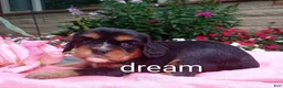 Cavalier King Charles Spaniel dogs for sale: Melody - Ad 3