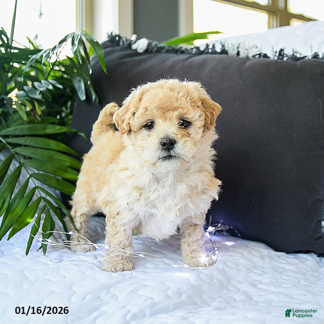 Mixed Breed dogs for sale: Caramel - Ad 2