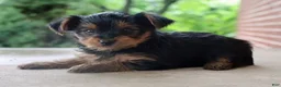 Yorkshire Terrier dogs for sale: Tucker - Ad 6