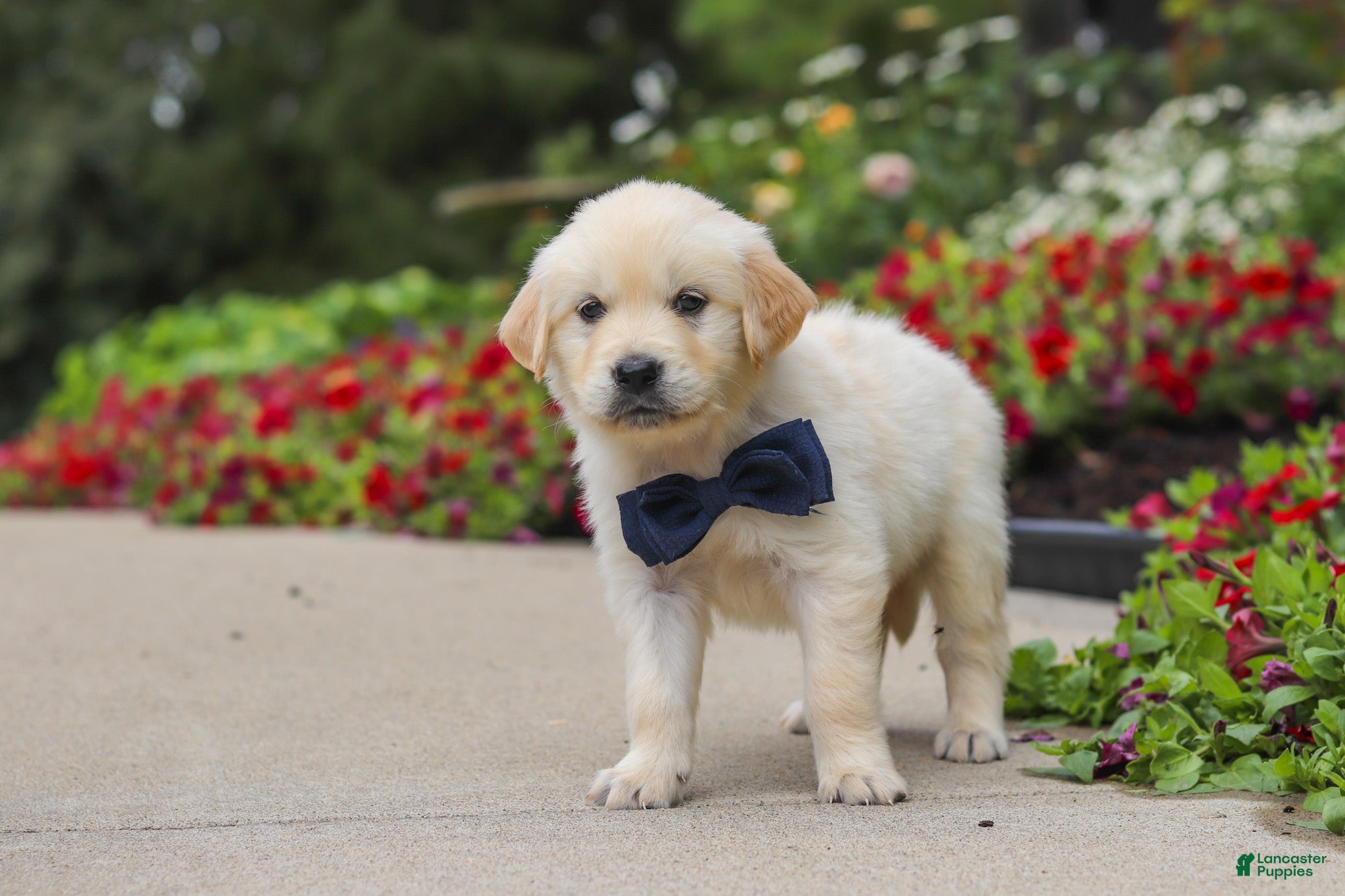 Golden Retriever dogs Burnell - Ad 2