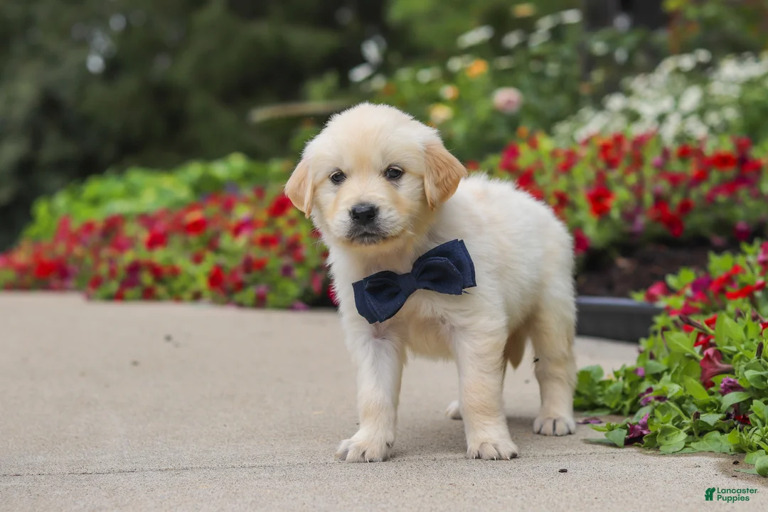 Golden Retriever dogs for sale: Burnell - Ad 2
