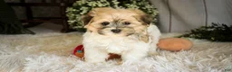 Havanese dogs for sale: Leo - Ad 2