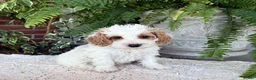 Cockapoo dogs for sale: Buddy  - Ad 5