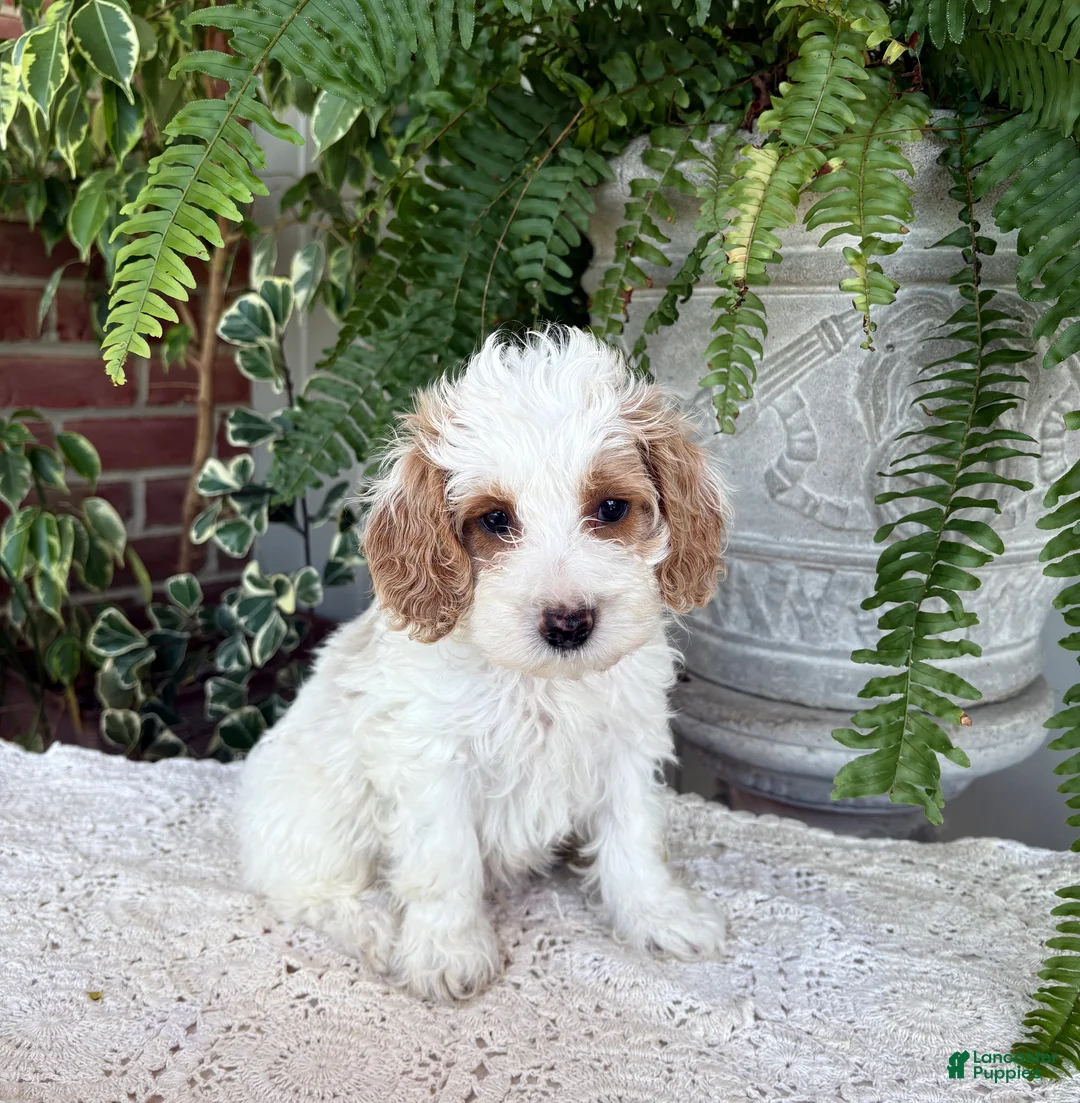 Cockapoo dogs for sale: Buddy  - Ad 5