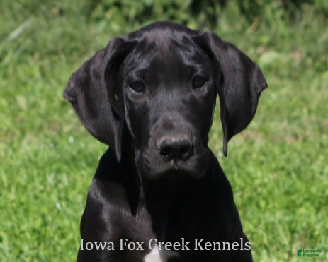 Great Dane dogs Sadie - Ad 1