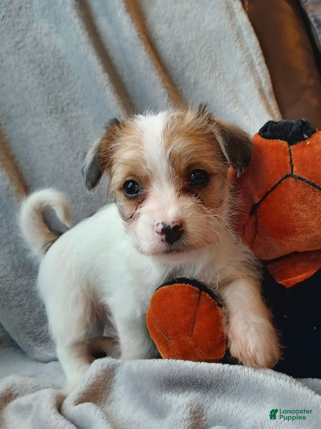 Jackapoo dogs for sale: Holly - Ad 8