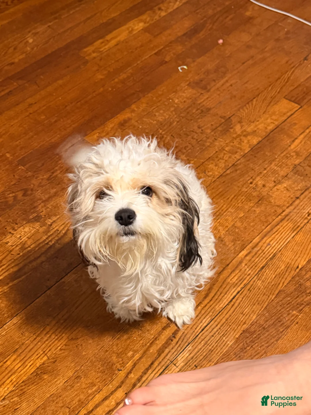 Mixed Breed dogs for sale: Mixed Breed Puppy 1 - Ad 2