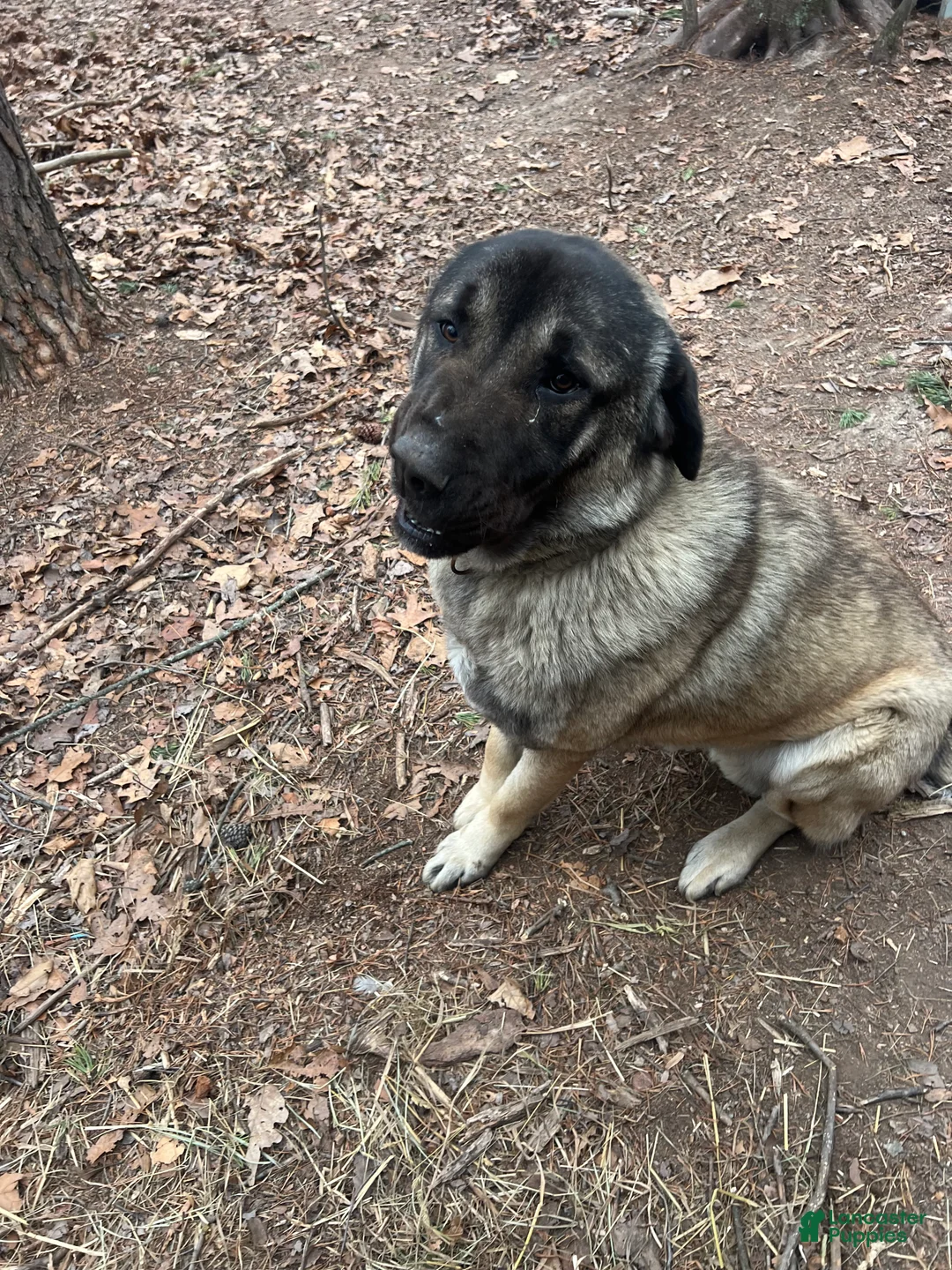 Anatolian Shepherd dogs for sale: Anatolian Shepherd Puppy 1 - Ad 3