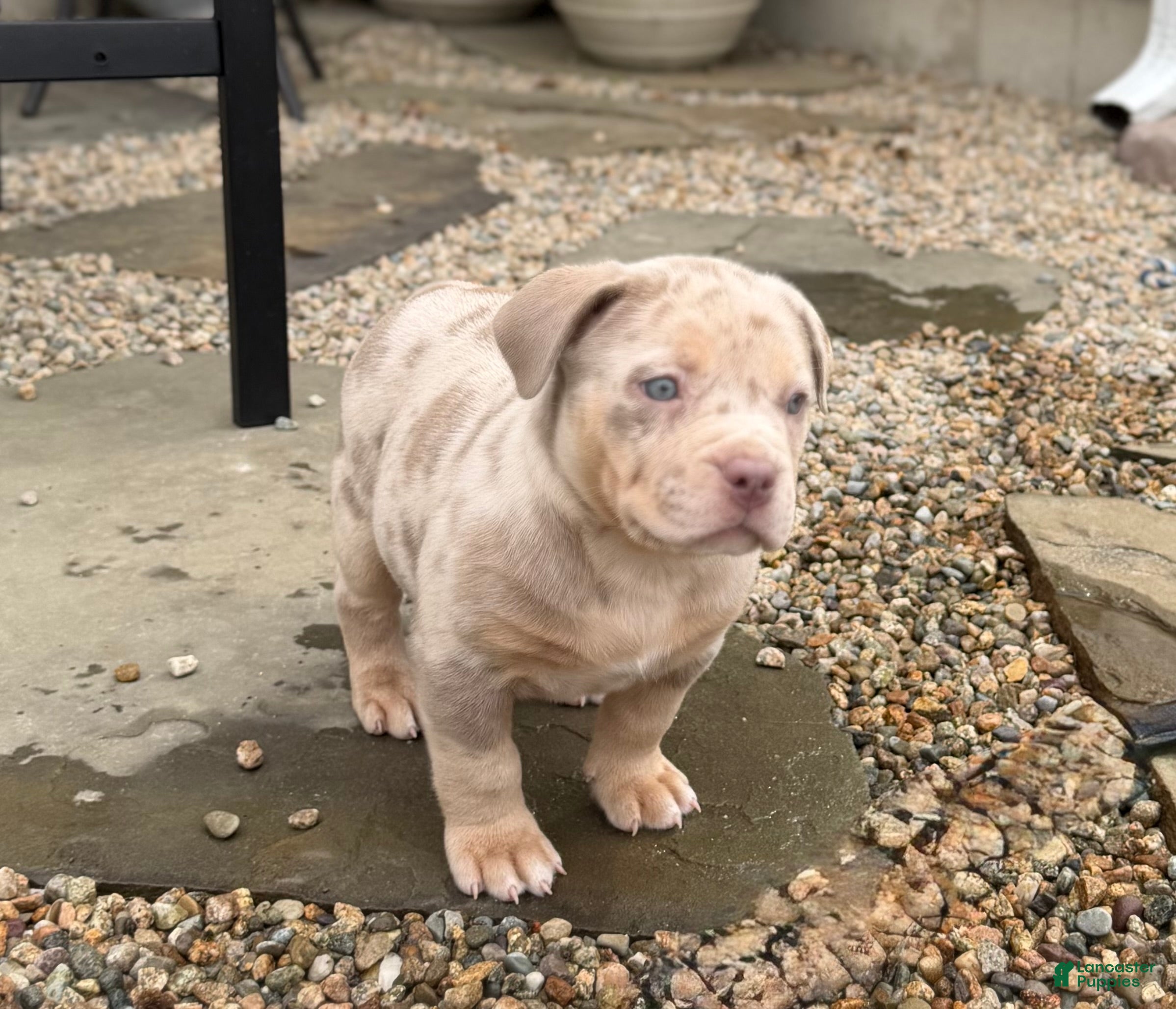 Lucy, American Bully