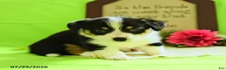 Welsh Corgi Pembroke dogs for sale: Brittney - Ad 5