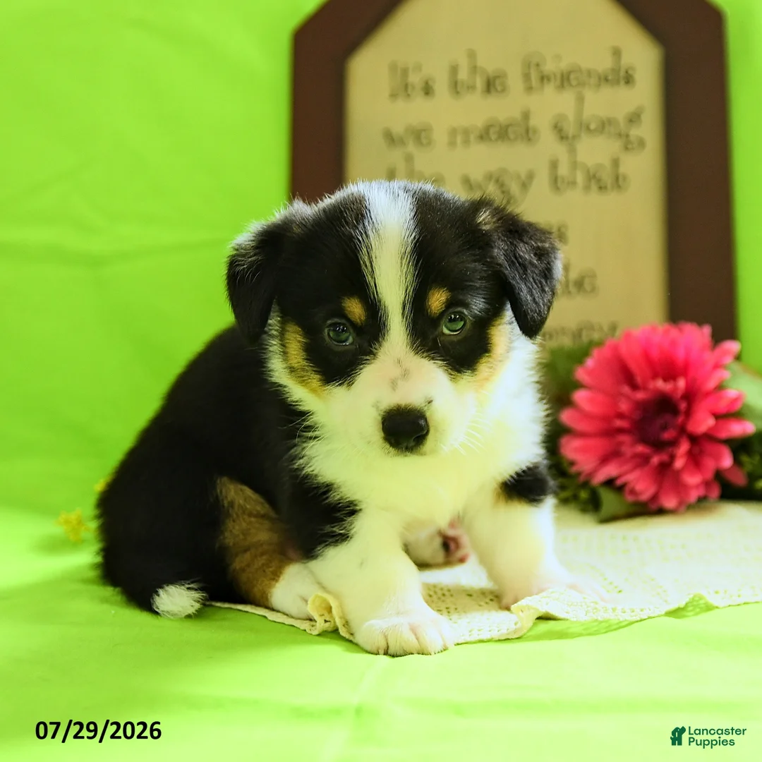Welsh Corgi Pembroke dogs for sale: Brittney - Ad 5