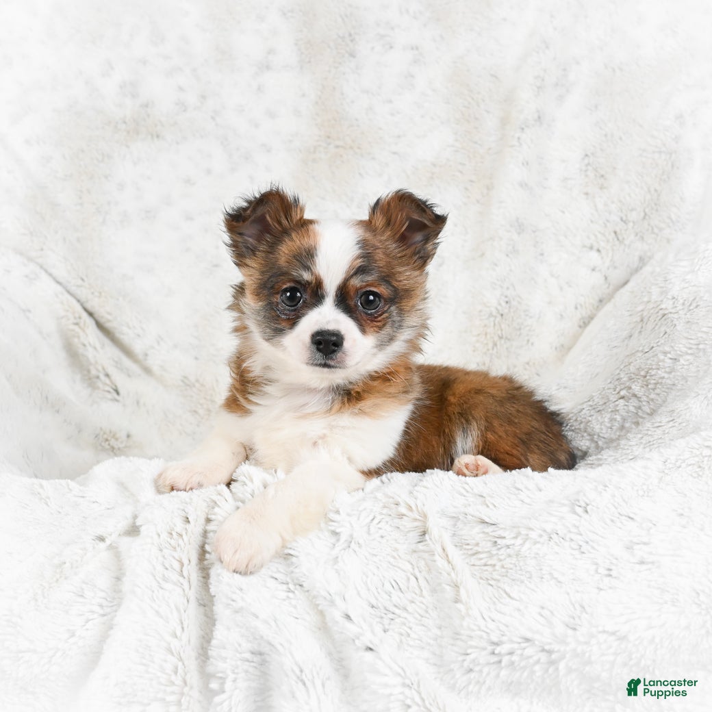 Chihuahua dogs Sunny - Ad 9