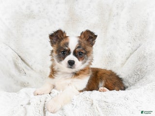 Chihuahua dogs Sunny - Ad 35