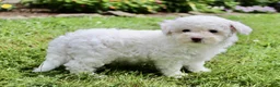 Bichpoo dogs for sale: Loki - Ad 4