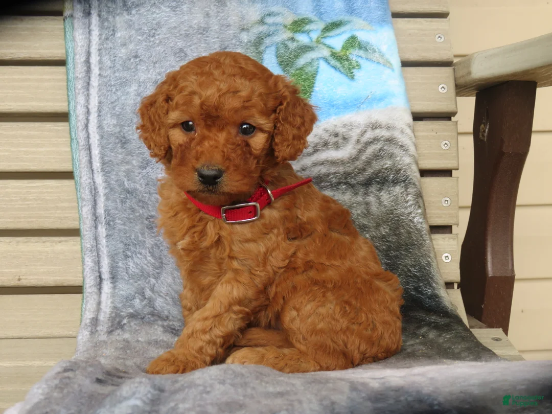 Mini Goldendoodle dogs for sale: Cider - Ad 1