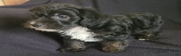 Yorkiepoo dogs for sale: Buster - Ad 5