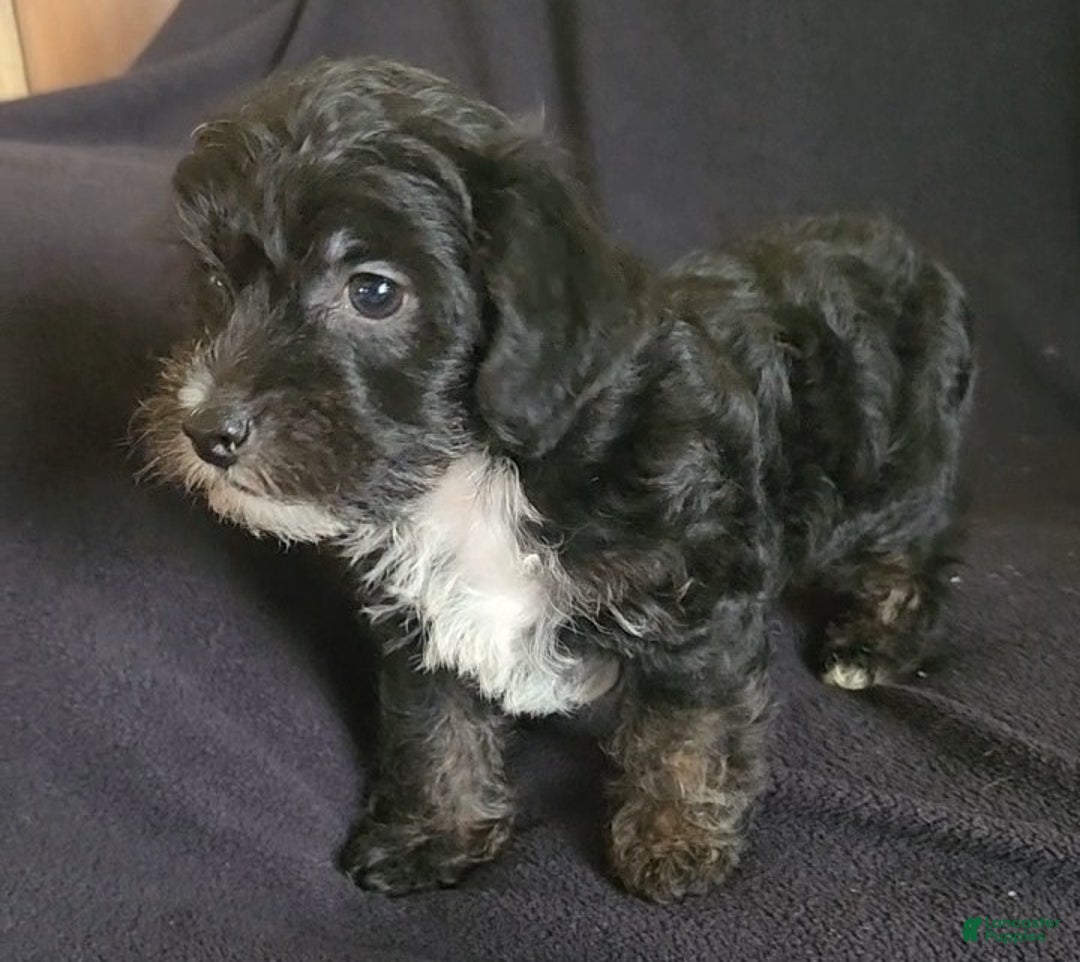 Yorkiepoo dogs for sale: Buster - Ad 5