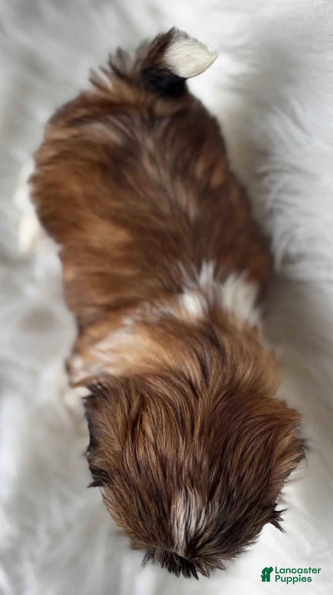 Shih Tzu dogs for sale: Lucy - Ad 13