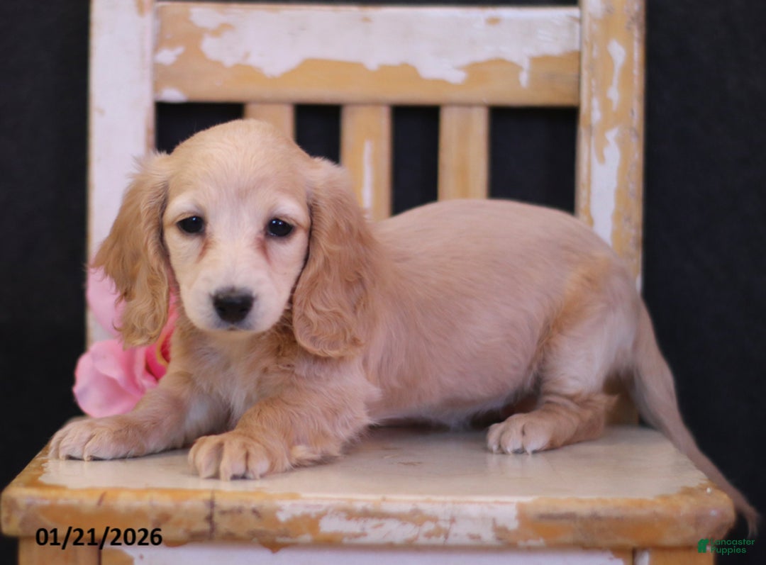 Miniature Dachshund dogs for sale: Lana - Ad 2