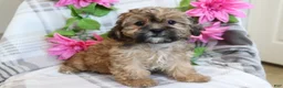 Shih Tzu dogs for sale: Janey  - Ad 4