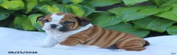 English Bulldog dogs for sale: Reba - Ad 4