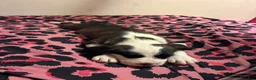 Mixed Breed dogs for sale: Mixed Breed 1 - Ad 1