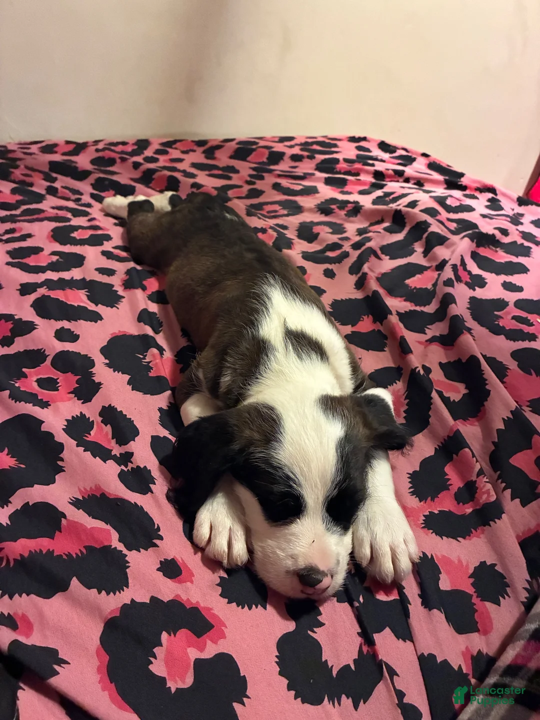 Mixed Breed dogs for sale: Mixed Breed 1 - Ad 1