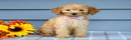 Goldendoodle dogs for sale: Olivia - Ad 8